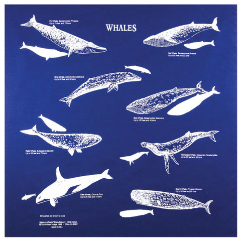 Whales 22" x 22" Info Bandana
